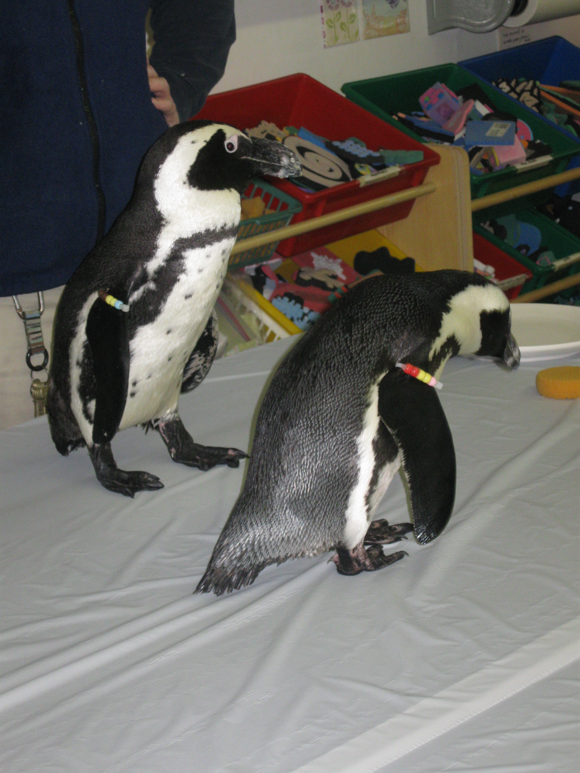 NewSamples/Penguins8.JPG