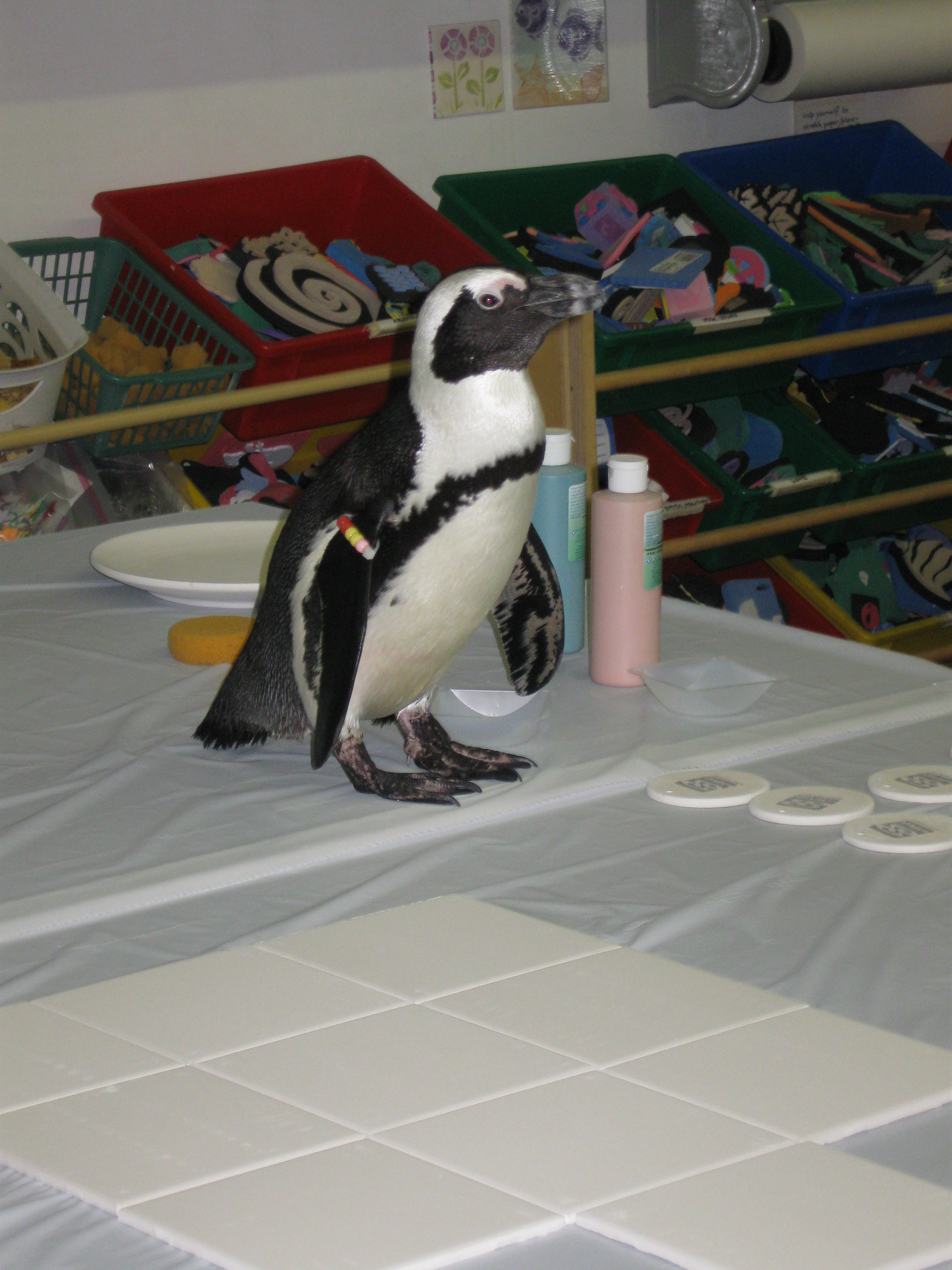 NewSamples/Penguins8.JPG