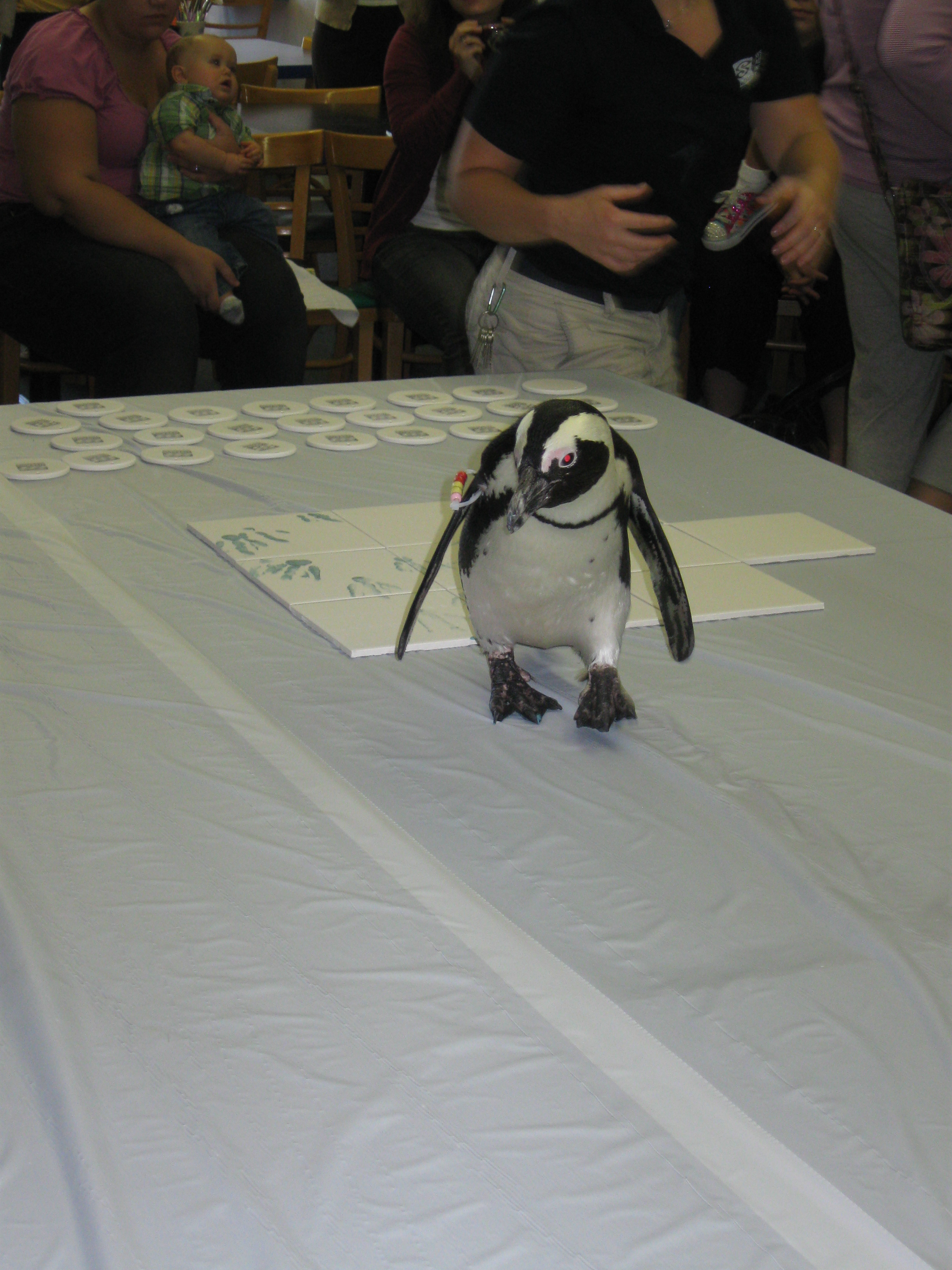 NewSamples/Penguins8.JPG