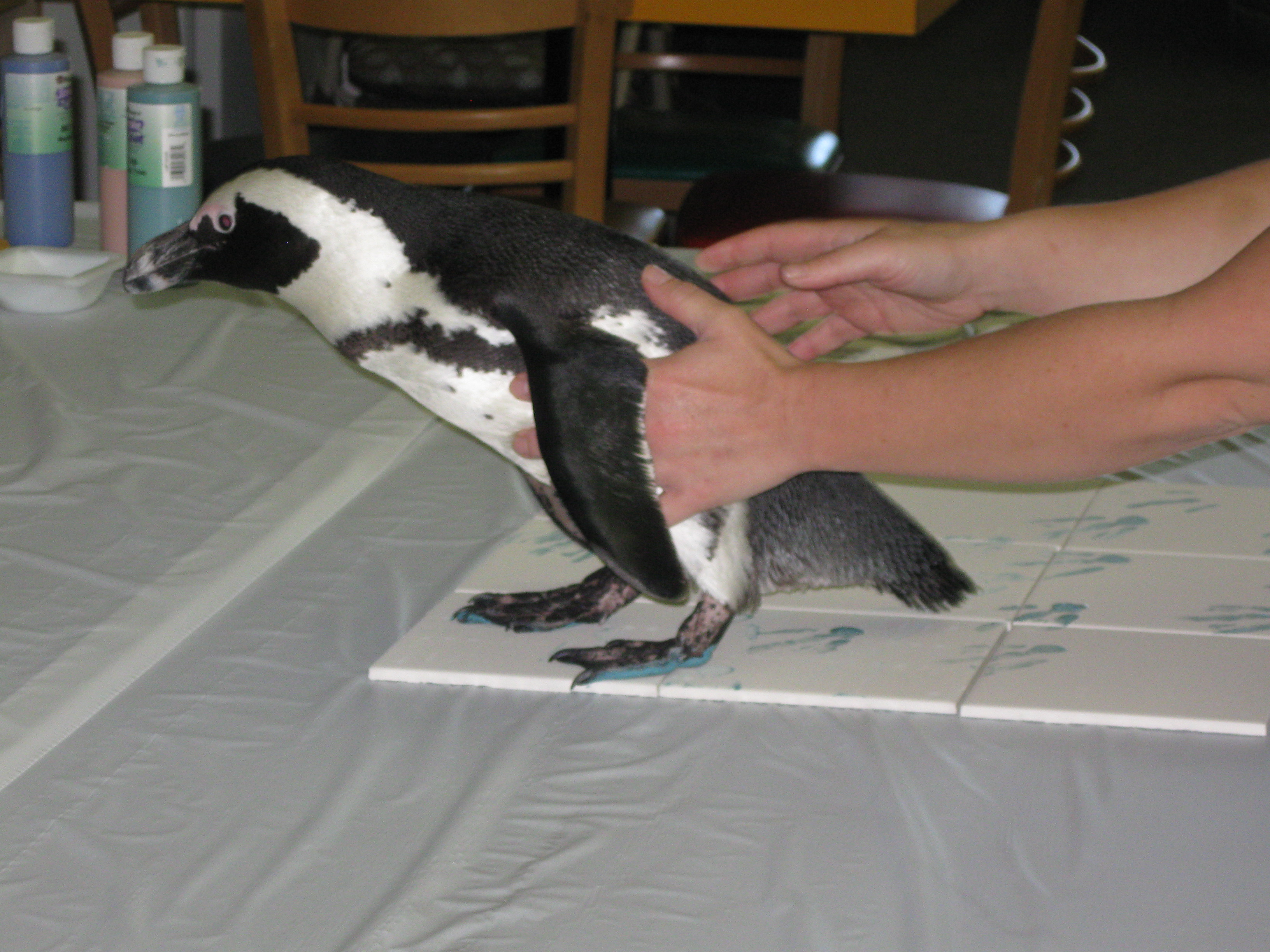 NewSamples/Penguins8.JPG
