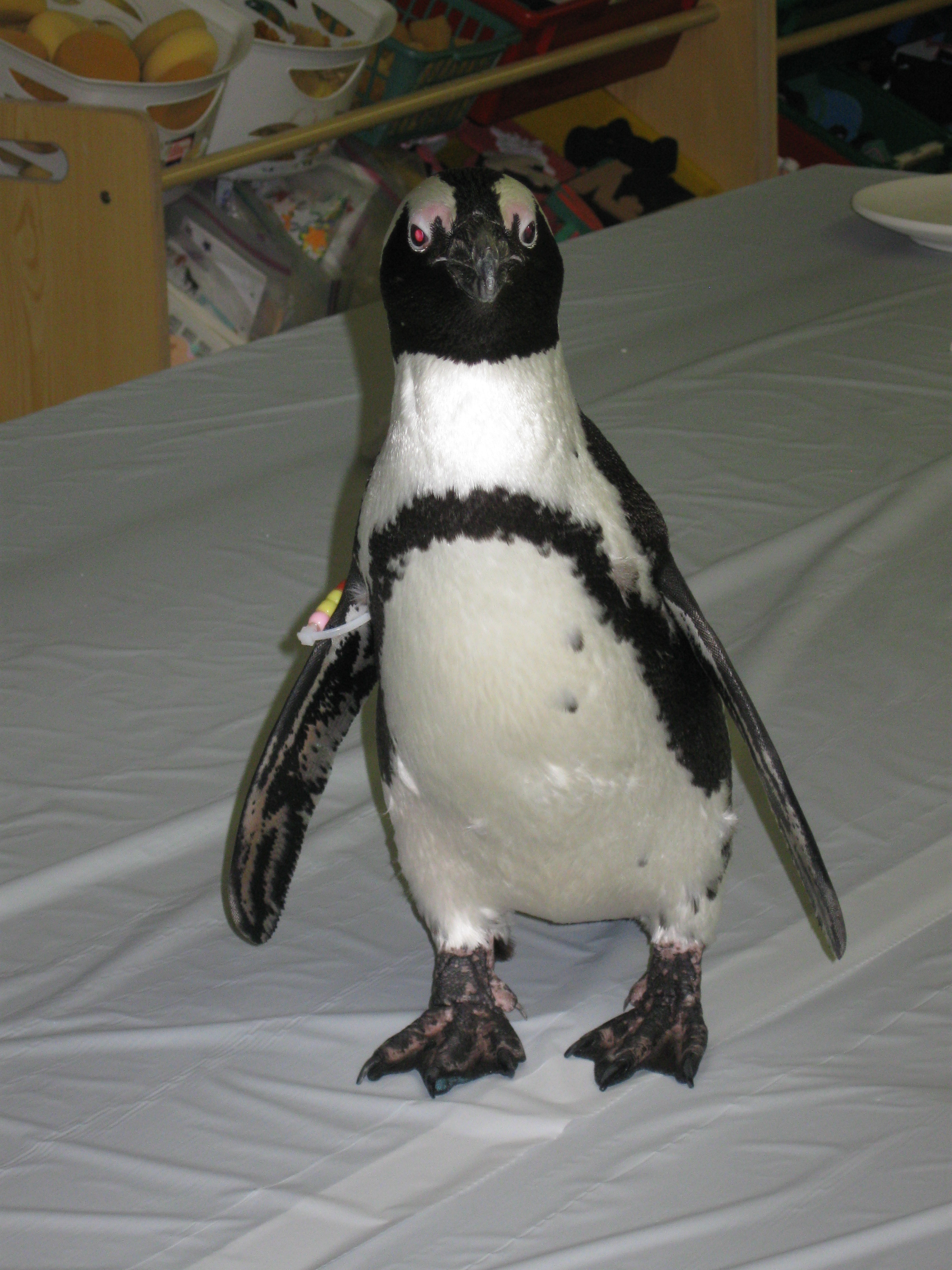 NewSamples/Penguins8.JPG
